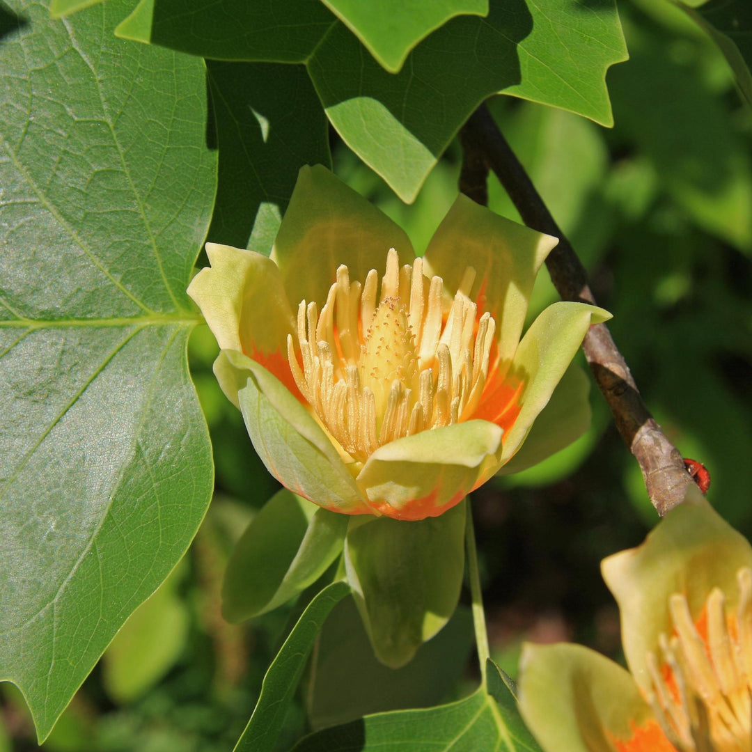 Seed Grow Kit | Tulip Poplar Tree