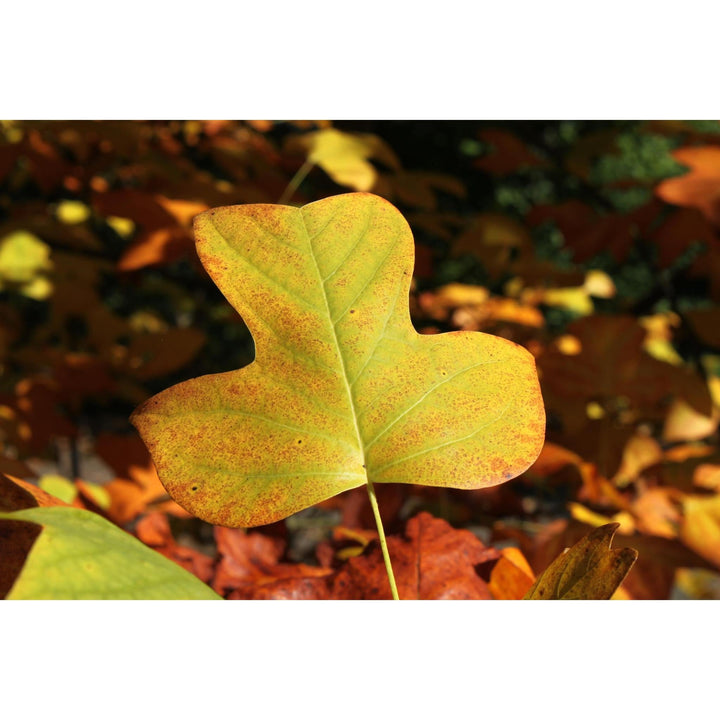 Seed Grow Kit | Tulip Poplar Tree