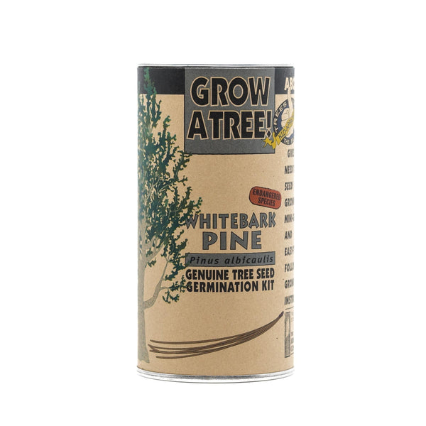 Seed Grow Kit | Whitebark Pine Tree