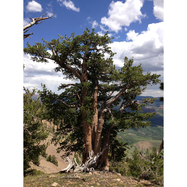 Seed Grow Kit | Whitebark Pine Tree