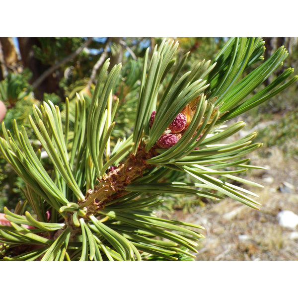 Seed Grow Kit | Whitebark Pine Tree