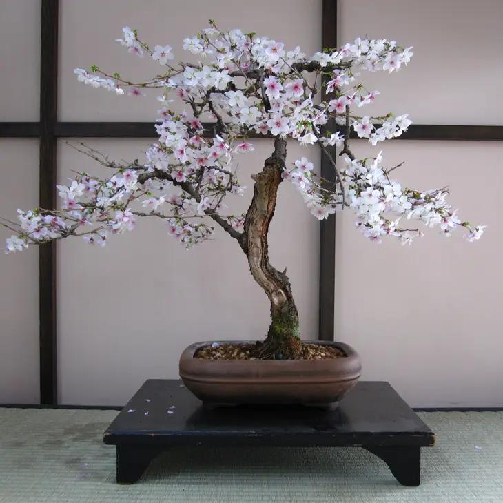 Seed Grow Kit | Yoshino Cherry Bonsai Tree