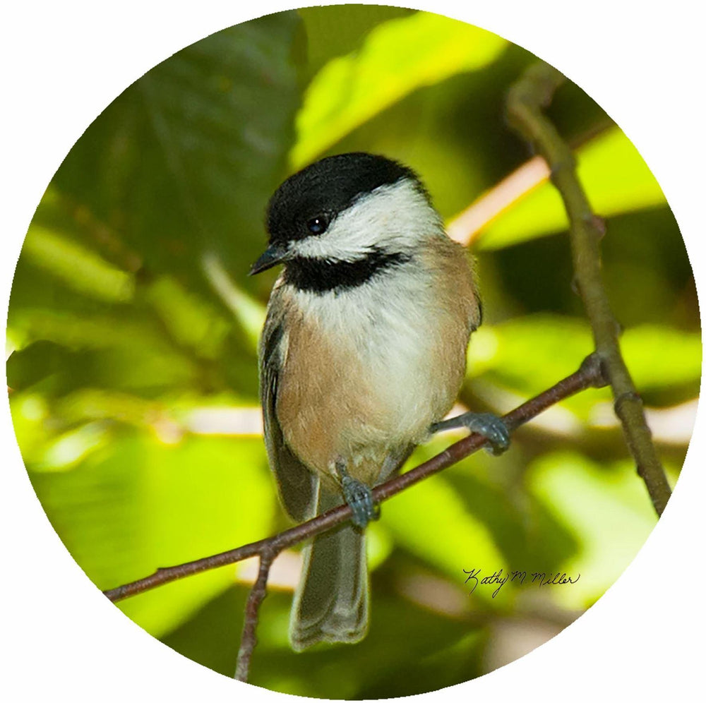 Silicone Jar Opener Chickadee